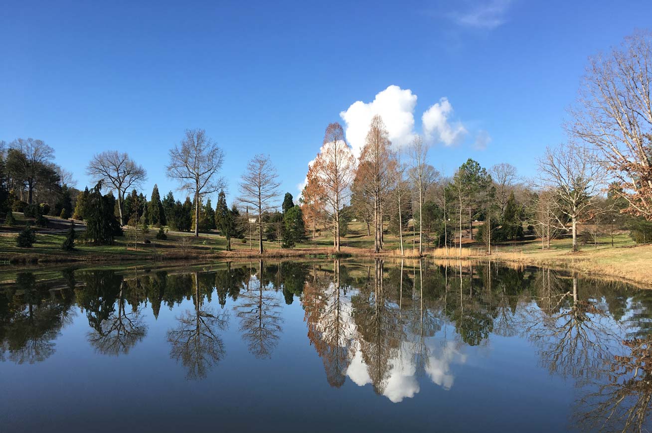 Conifer pond