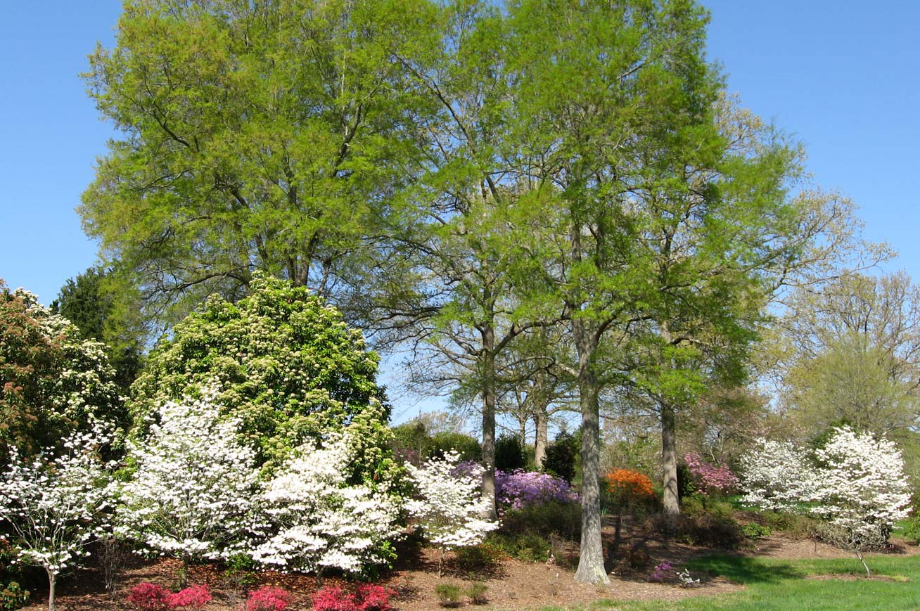 Spring dogwoods