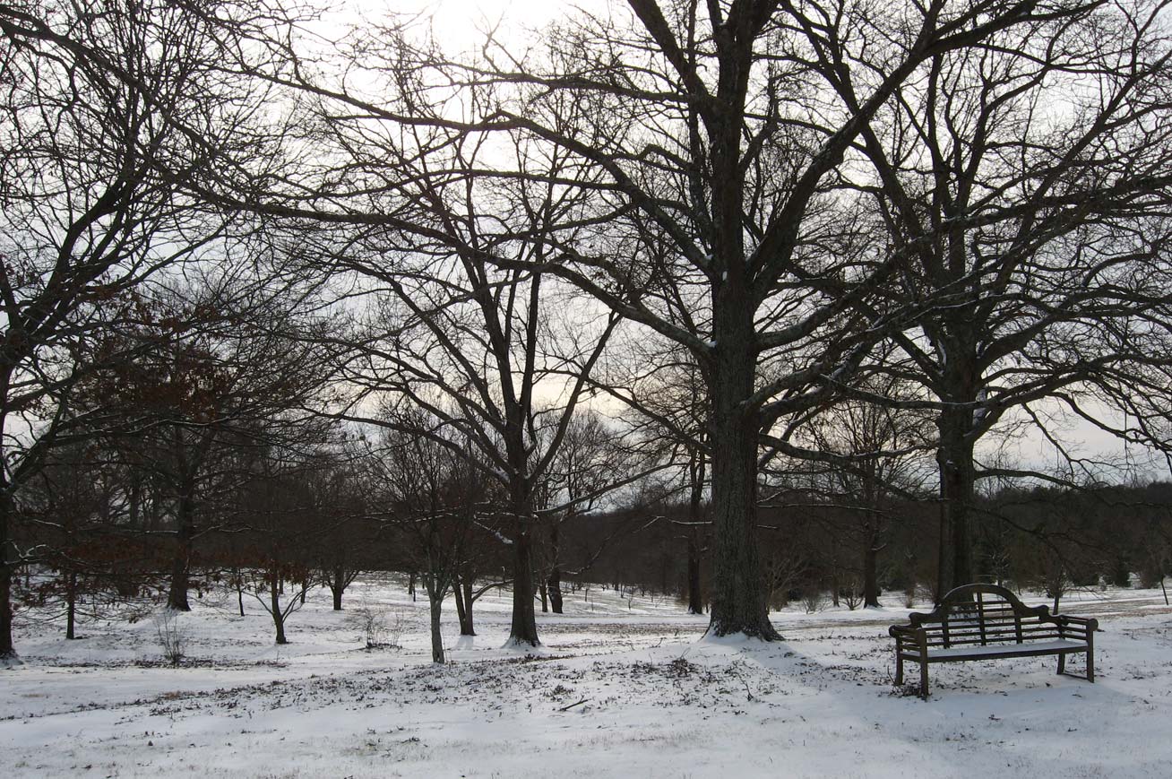 Winter oaks