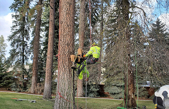 Picture of Bartlett Tree Experts