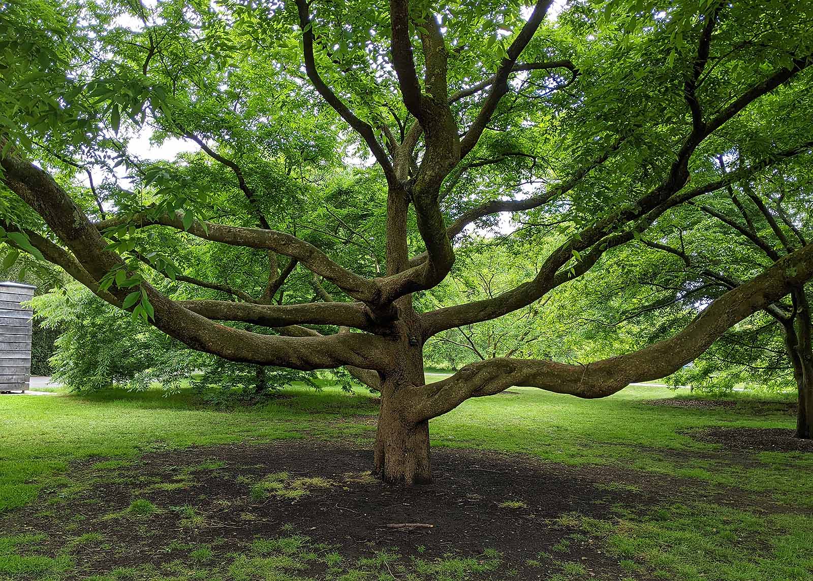 tree-research-lab-innovations