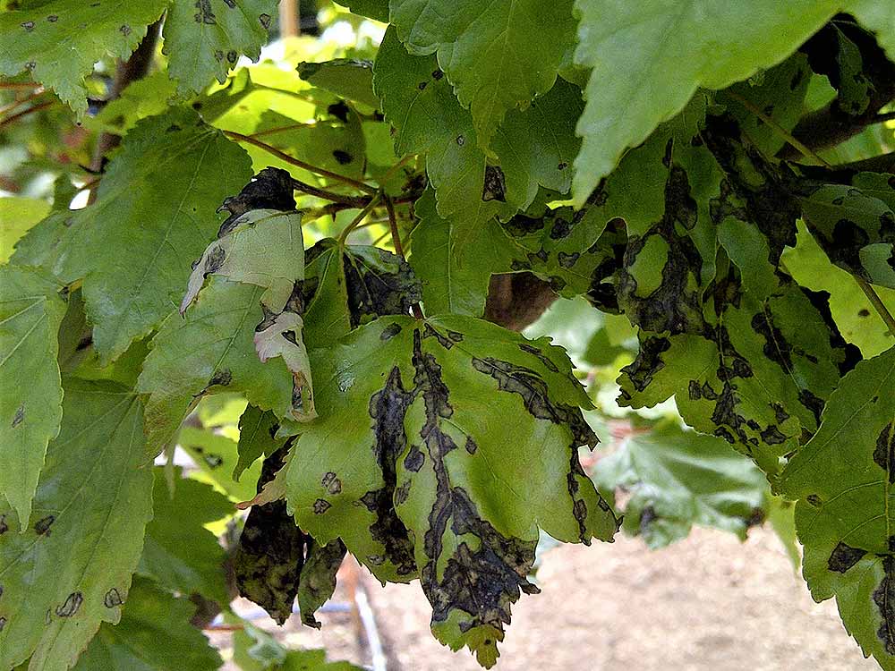 Tree diseases