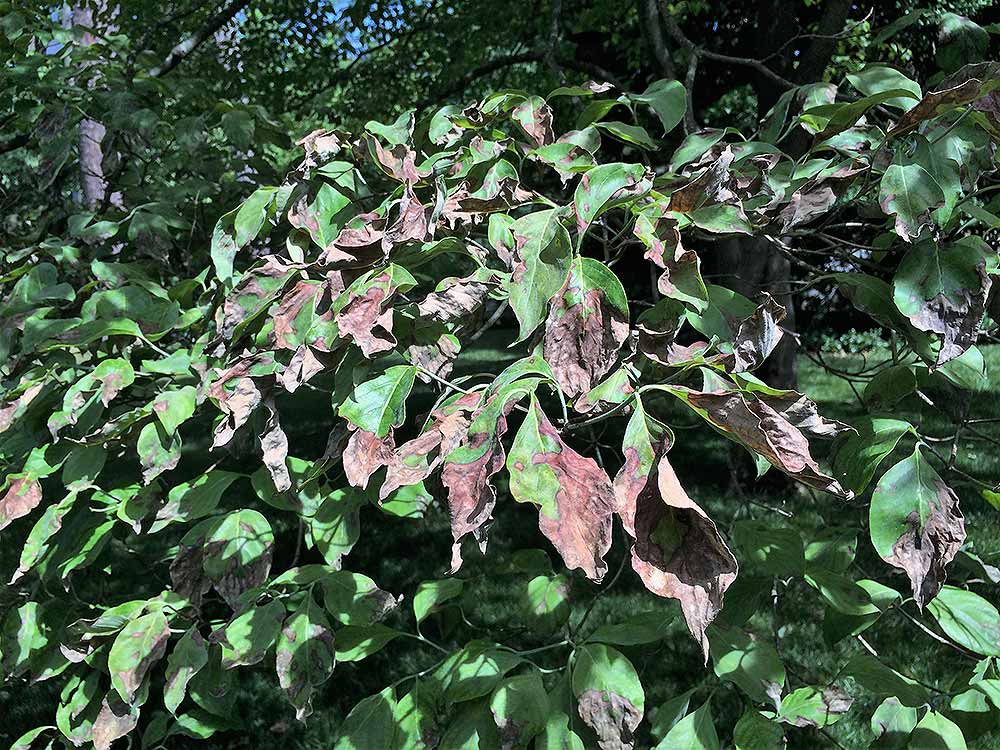 Dogwood tree with anthracnose symptoms.