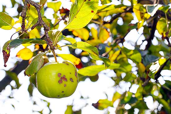 Fruit of a tree showing symptoms of apple scab