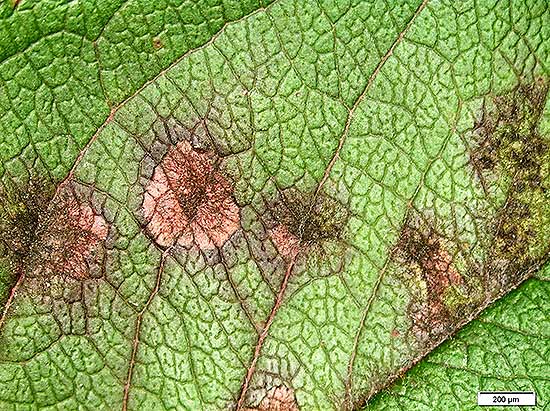 Magnified view of leaf symptoms