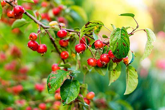 Typical leaf spots symptoms on pyracantha