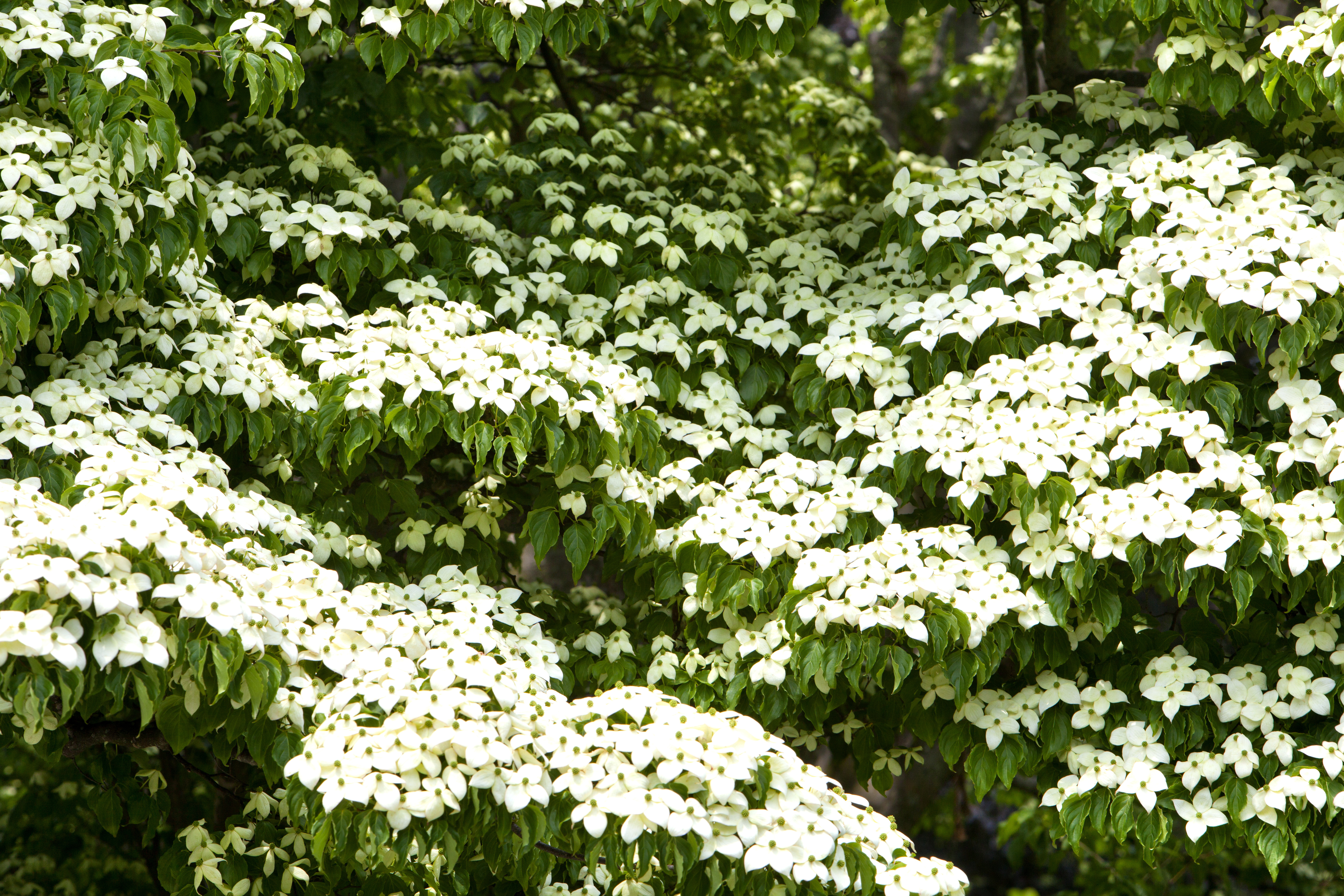 Japanese dogwood