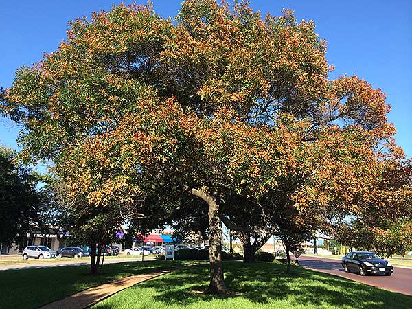 Tree diseases