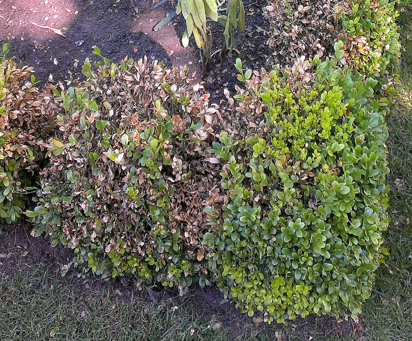 Boxwood blight spread