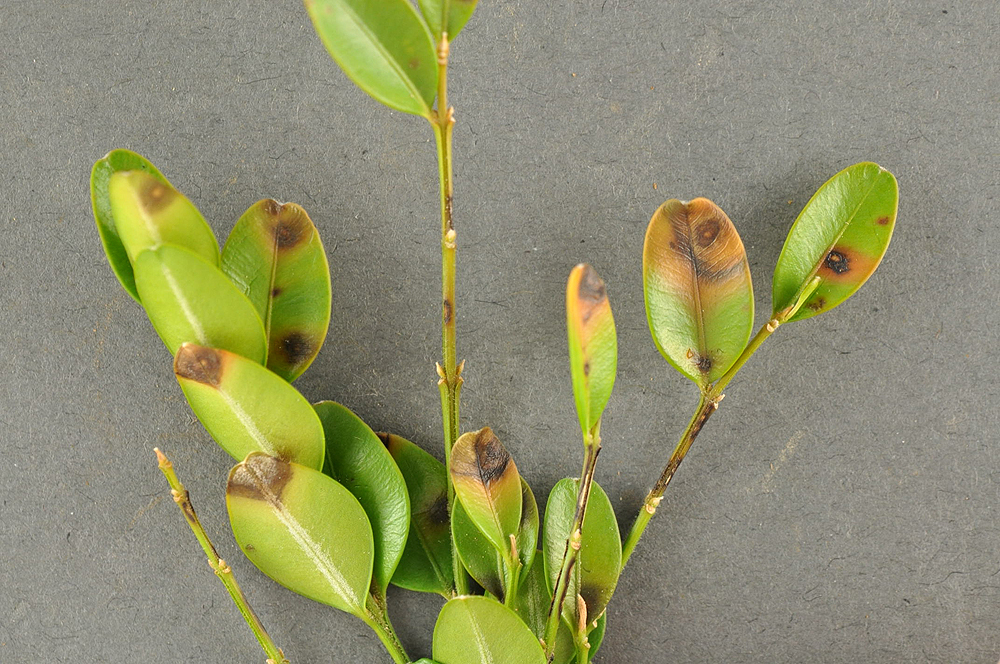 Boxwood blight symptoms