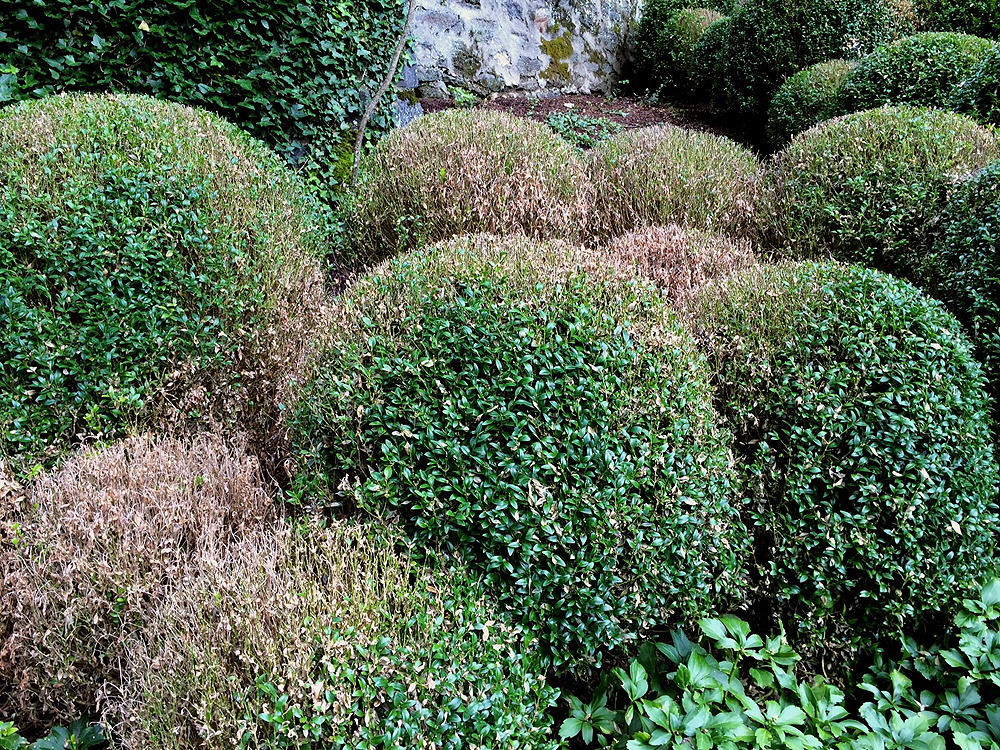 Tree diseases