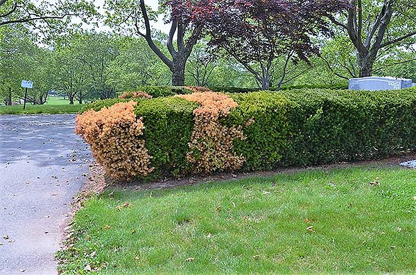Plant death due to Phytophthora root rot and yellowing/discoloration.