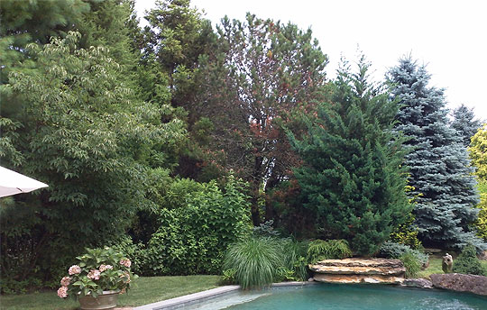 Tree diseases