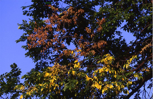 Dutch elm disease