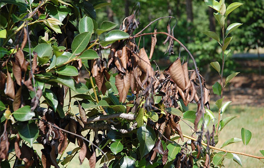 Tree diseases