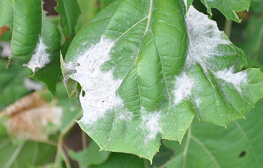 Powdery mildew on leaves