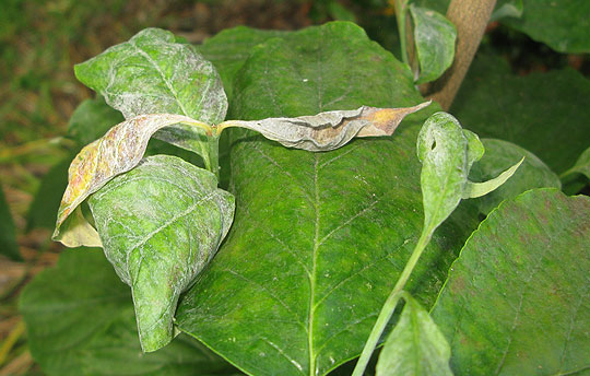 Tree diseases