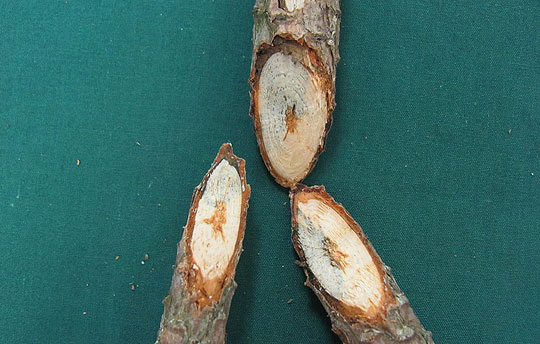 Staining of woody tissue.