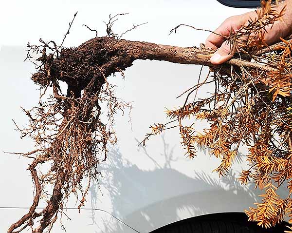 Severe symptoms of root rot visible in the root system.