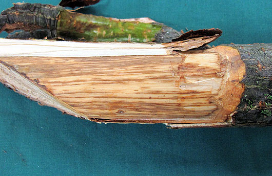 Brown streaks in the vascular tissue of an infected twig