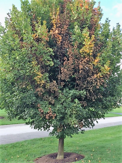 Verticillium wilt on maple