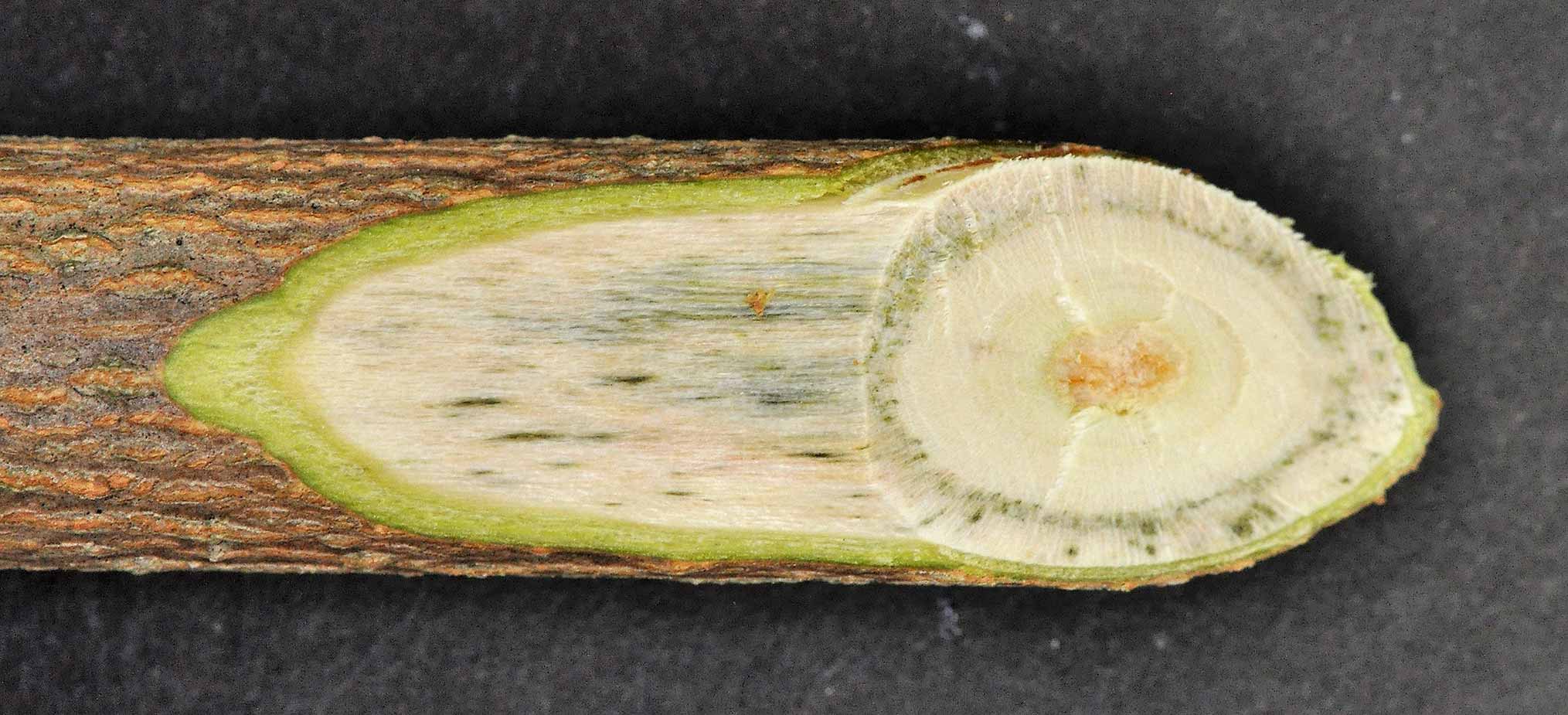 Under the bark, streaks are a visible sign of infection, which range in color from greenish to black.