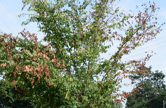 Wilting of leaves on a young elm tree