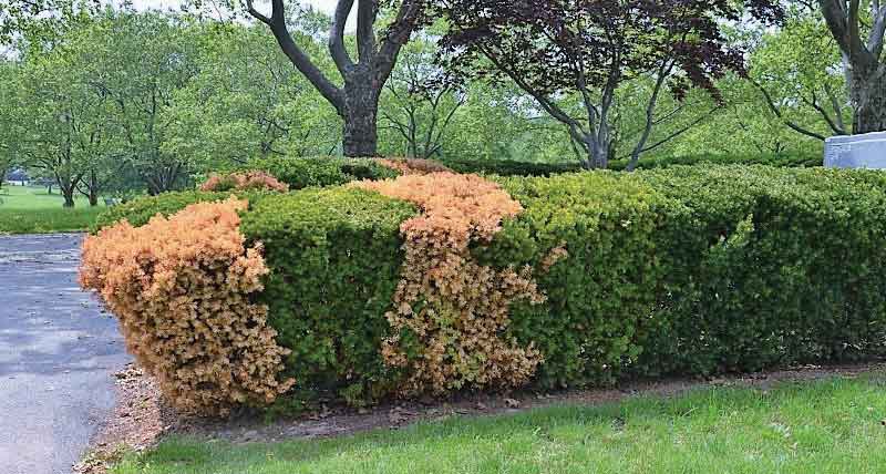 Phytopthora root rot