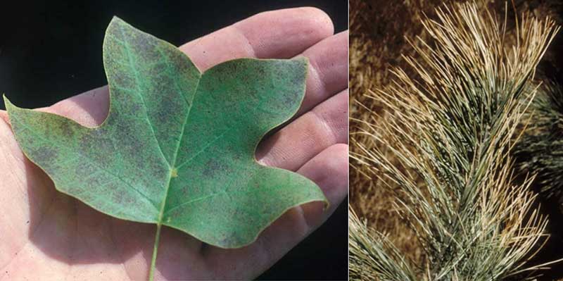 Air pollution injury in trees and shrubs