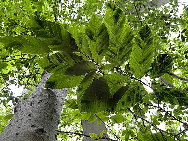 Beech leaf disease