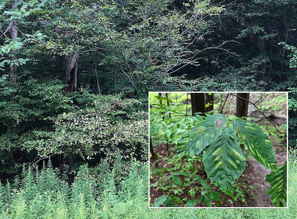 Beech leaf disease