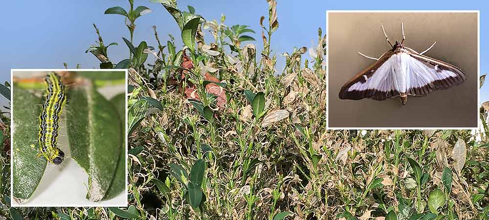 Box tree moth