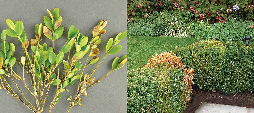 Managing boxwood blight