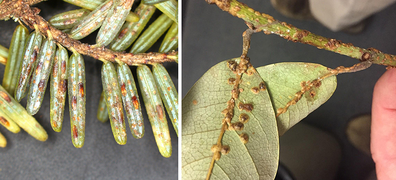 Damaging scales