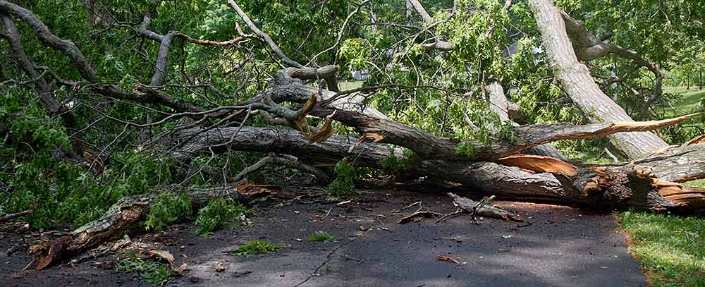 Trusted emergency tree care solutions