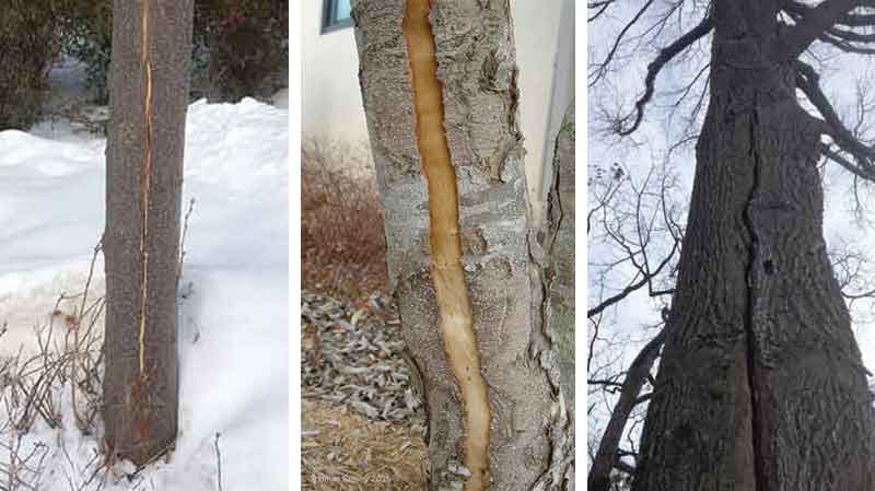 Identifying and repairing winter injury