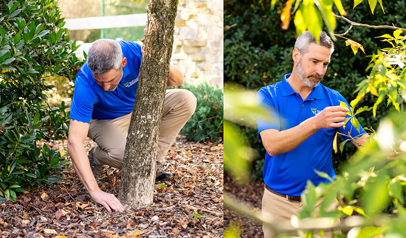 Summer is a great time to assess the health of your trees and shrubs