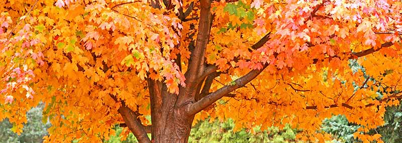 Mature trees – why assess annually?