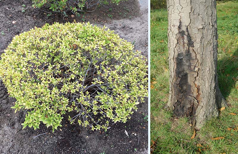 Phytopthora root rot