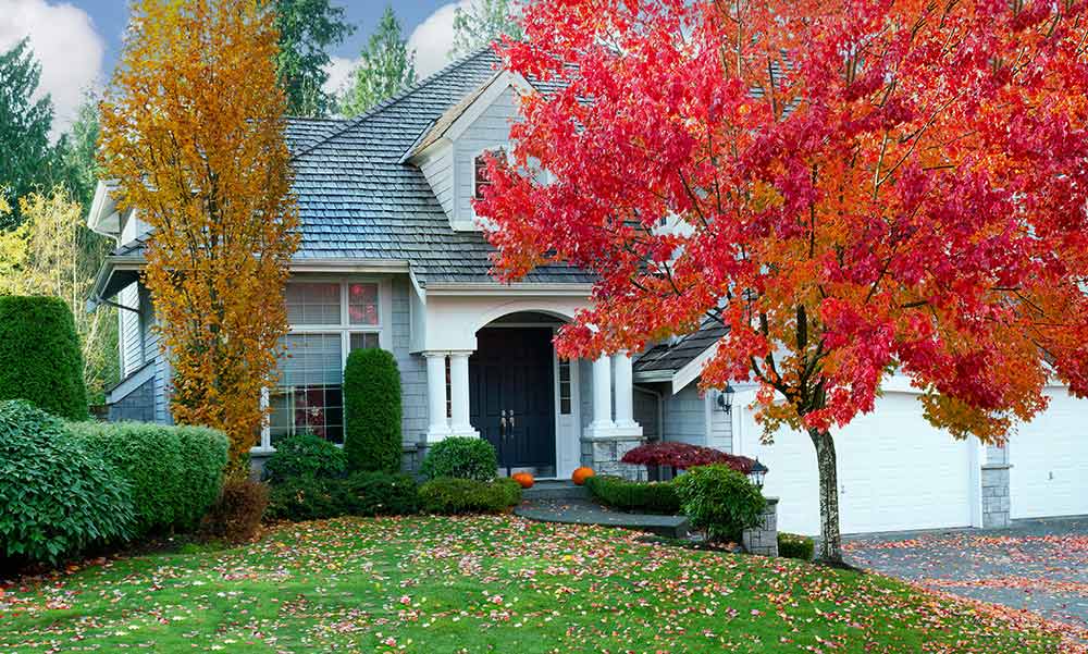 Preparing your trees and shrubs for winter