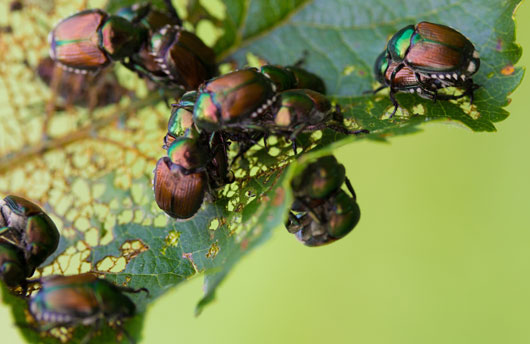 Adult Japanese beetles feeding on a leaf