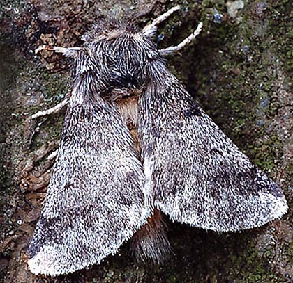 Oak processionary moth adult moth.
