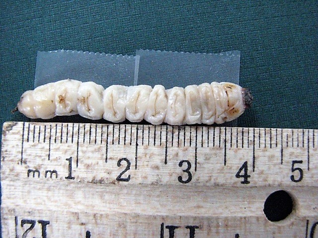 ALB larvae boring into a tree.