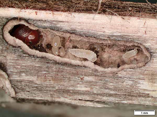 Ambrosia Beetles