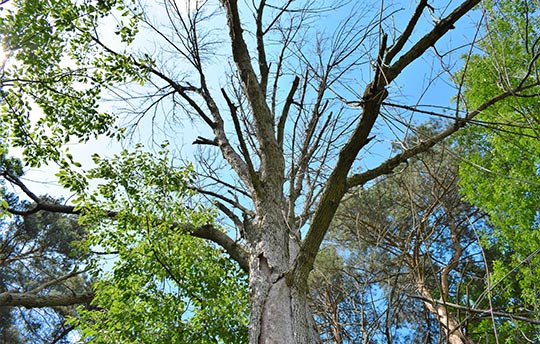 Ash tree affected by emerald ash borer.