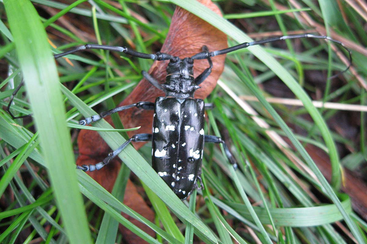 Asian longhorned beetle 
