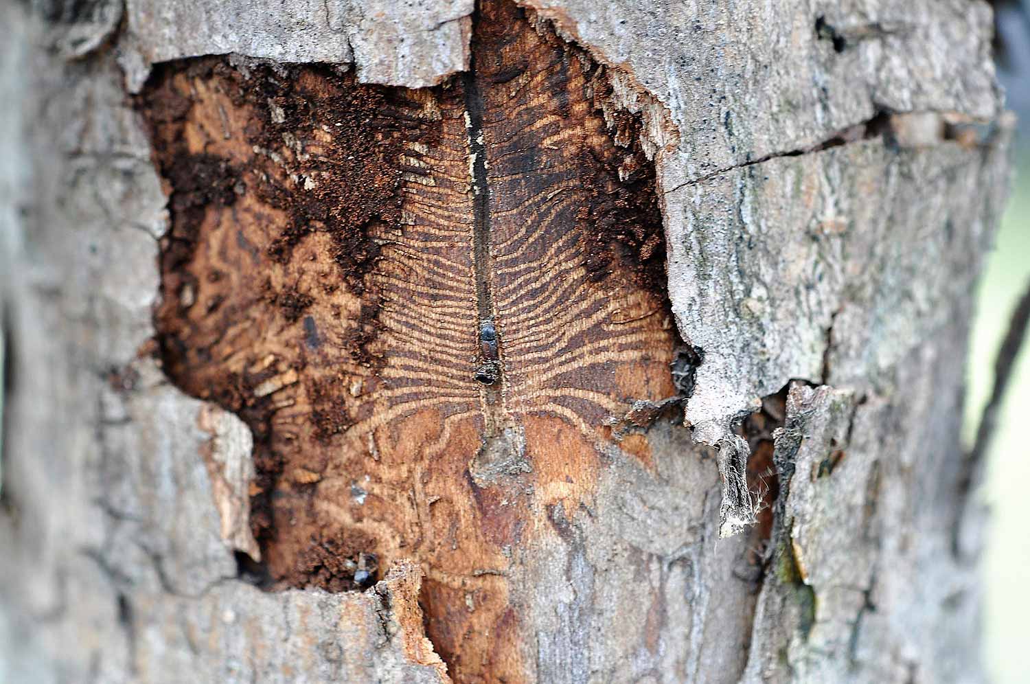 Insects and pests