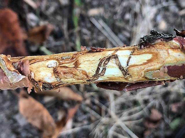 Bronze birch borer burrows