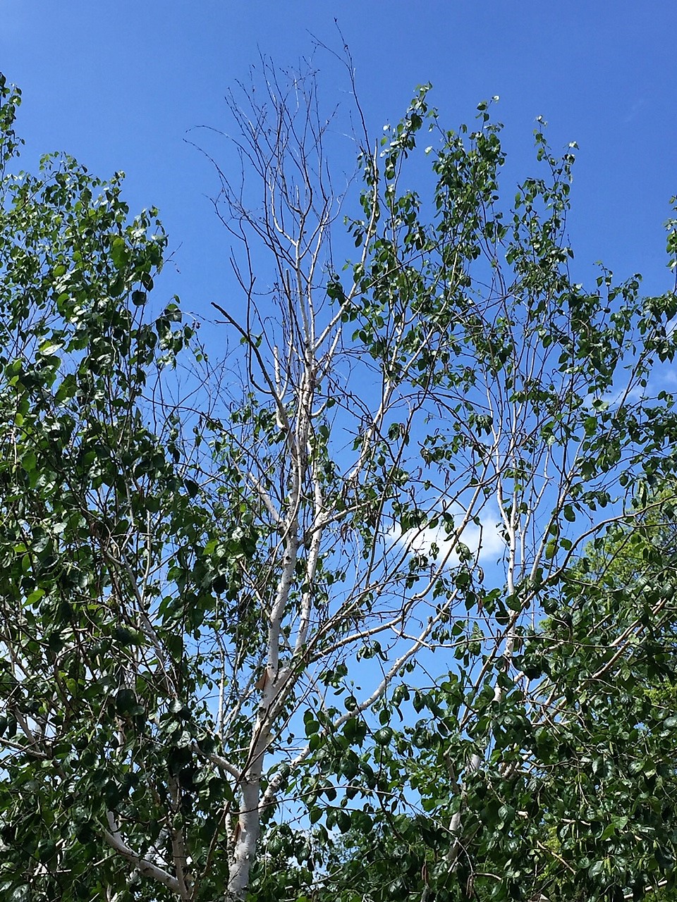 Birch tree with dieback caused by bronze birch borer.