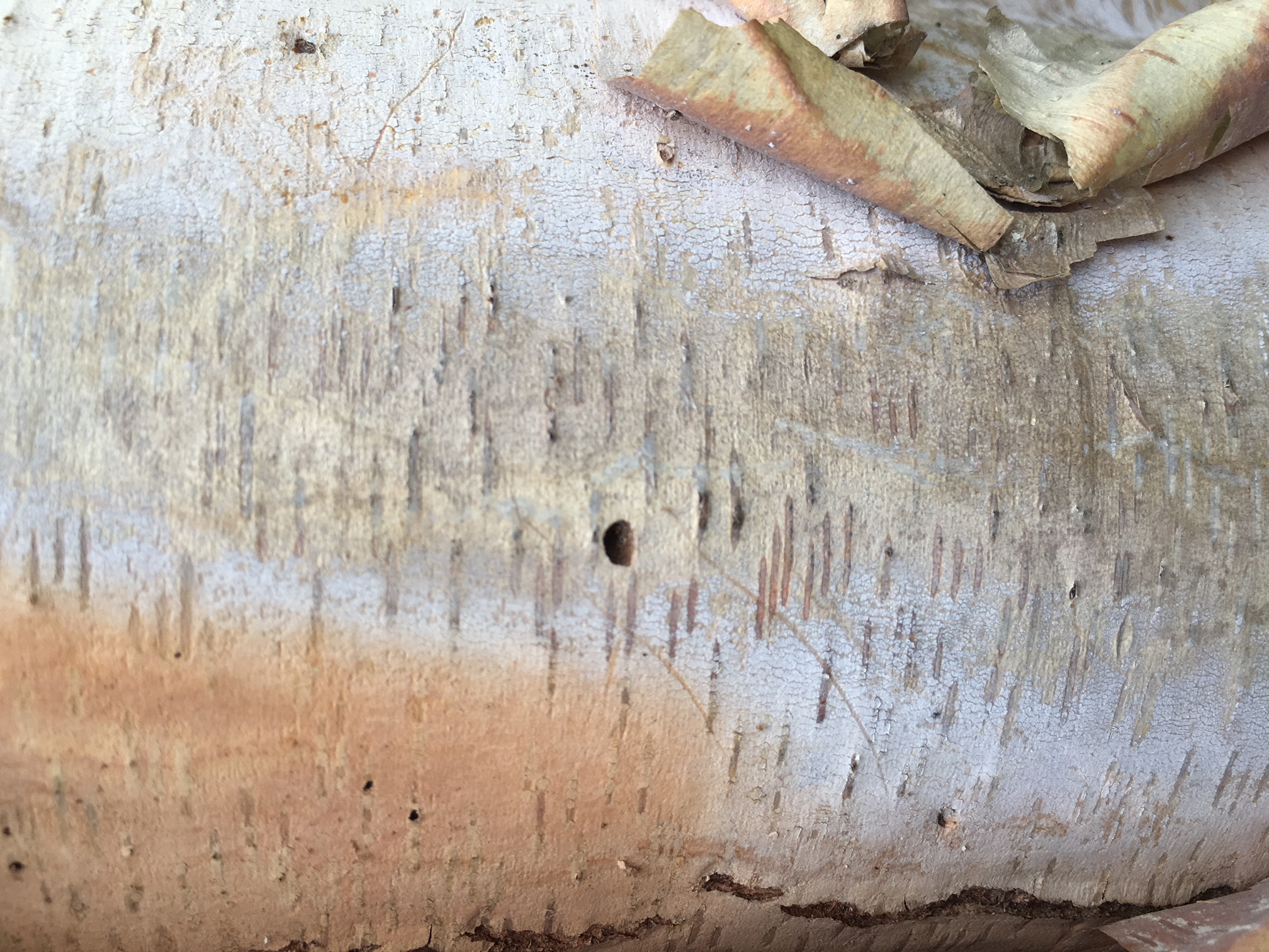 D-shaped hole of bronze birch borer